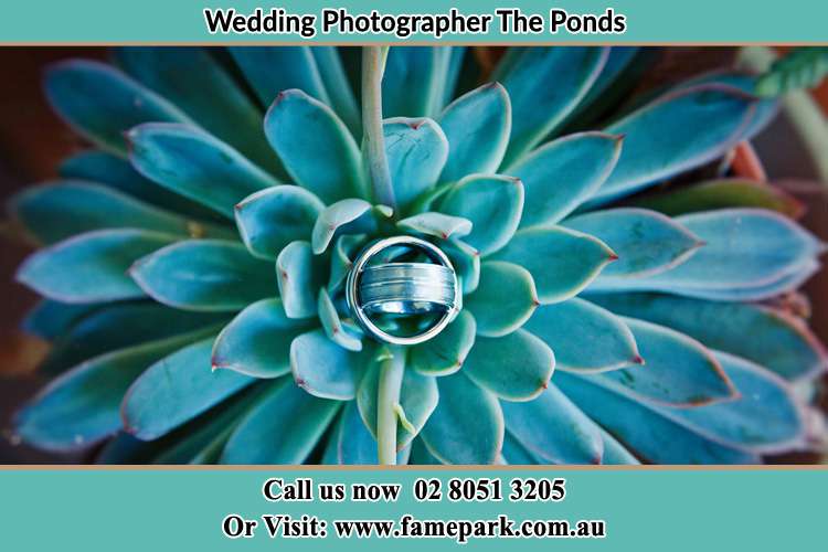 Photo of the wedding ring design at the top of the plant The Ponds NSW 2769